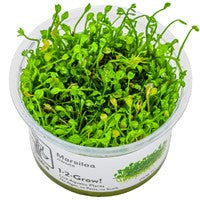 TR ANUBIA BARTERI MINI COIN 1-2-GROW