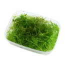 TR CERATOPHYLLUM DEMERSUM PORÇAO