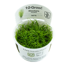 TR ELEOCHARIS ACICULARIS  1-2 GROW