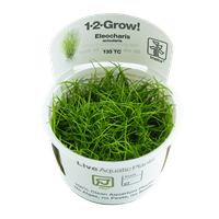 TR ELEOCHARIS ACICULARIS  1-2 GROW
