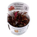 TR ALTERNANTHERA REINECKII SP."MINI" 1-2-GROW