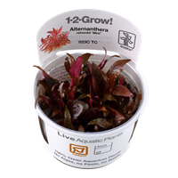 TR ALTERNANTHERA REINECKII SP."MINI" 1-2-GROW
