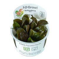 TR ECHINODORUS RENI 1-2-GROW