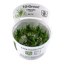 TR LITTORELLA UNIFLORA 1-2GROW