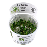 TR LITTORELLA UNIFLORA 1-2GROW