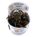 TR HYGROPHILA PINNATIFIDA 1-2-GROW