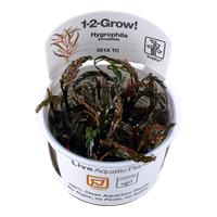 TR HYGROPHILA PINNATIFIDA 1-2-GROW