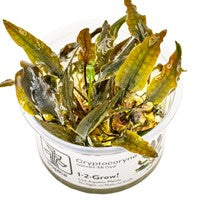 TR CRYPTOCORYNE WENDTII "MI OYA"1-2-GROW